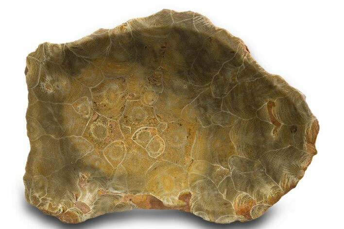 Polished Fossil Coral (Actinocyathus) Dish - Morocco #323051